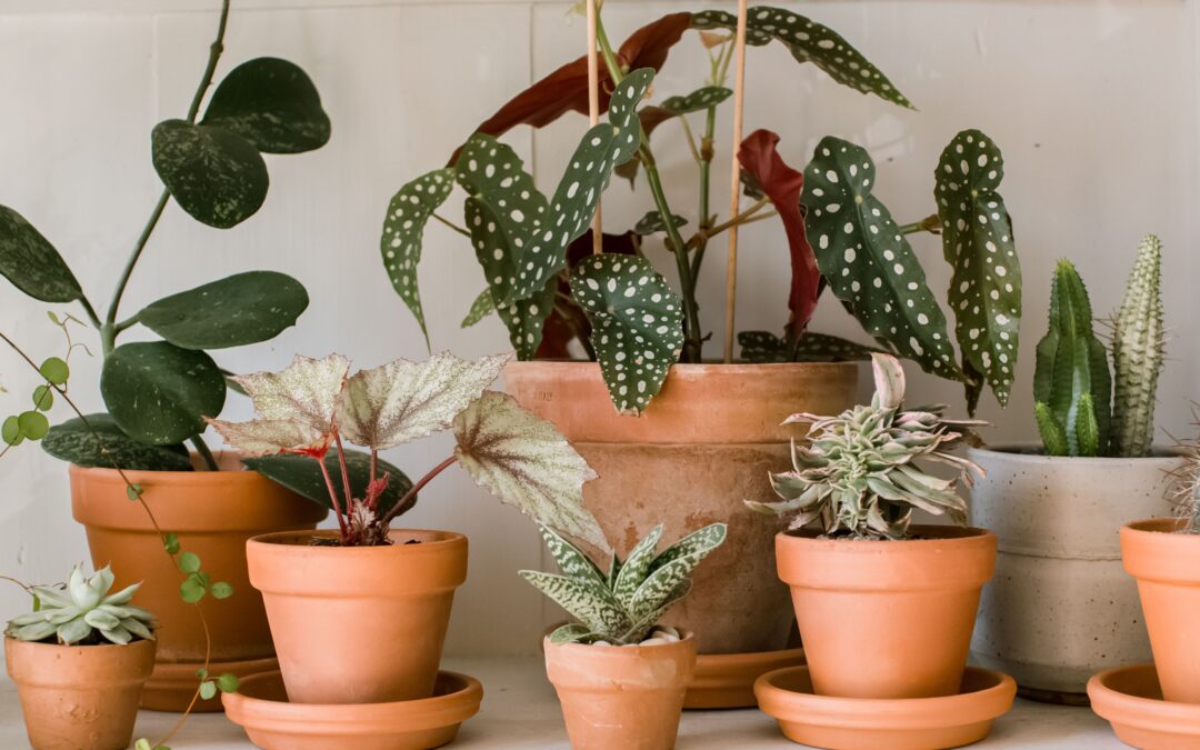 Ornamental Plants Benefits For Health And Well-Being