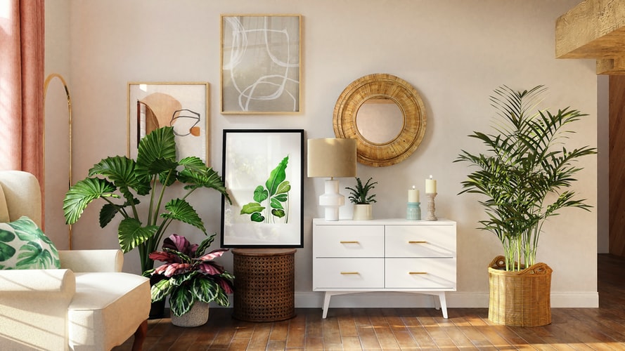 Decorative Plants to Green Your Room